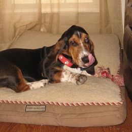 Basset Hound Puppies from Hudson's Hounds