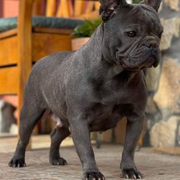 Bulldogs and French Bulldogs from West Coast Frenchie’s and English bulldogs
