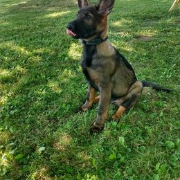 German Shepherd Puppies from Wurdevoll Kennels