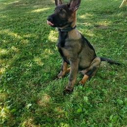 German Shepherd Puppies from Wurdevoll Kennels