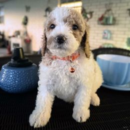 Oakley - (Orange Collar) - Parti male Goldendoodle puppy in Eunice, Louisiana from Maison De Pawz
