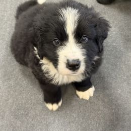 Axel - White and black male Newfoundland puppy in Goodhue, Minnesota from Claypits Newfoundlands