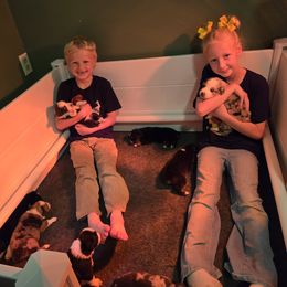 Australian Shepherd puppies from Arcadia Australian Shepherds