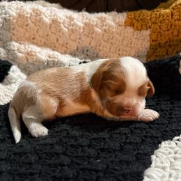 Blenheim Boy - Blenheim male Cavalier King Charles Spaniel puppy in Raymondville, Missouri from Puppy PlayPen