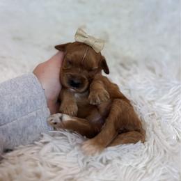 Twix - Apricot female Cavapoo puppy in Reeds Spring, Missouri from As Good As Goldendoodles and more