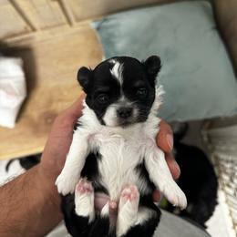 Boy 1 - Black and white male Chihuahua puppy in Davenport, Florida from Clan Cordovathone