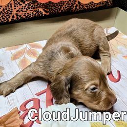 Cloudjumper - Fawn (isabella) and tan male Dachshund puppy in Vacaville, California from SchmooterBabies