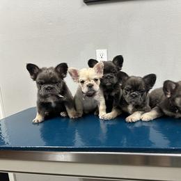 French Bulldog Puppies from Jasmine McMurtry