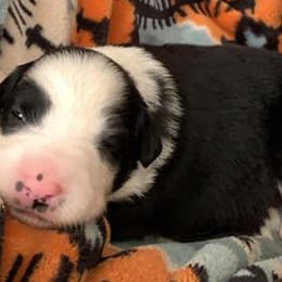 Miniature Australian Shepherds from Norris Aussies