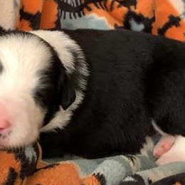 Miniature Australian Shepherds from Norris Aussies