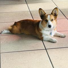 Sally - Pembroke Welsh Corgi