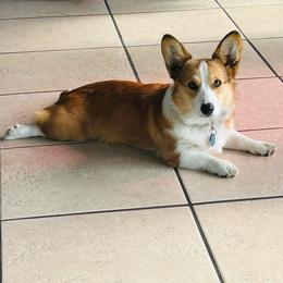 Sally - Pembroke Welsh Corgi