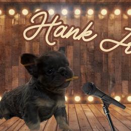 Hank Jr - Blue male French Bulldog puppy in Ennis, Texas from Family Farm Frenchies