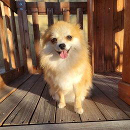 Chanelle - Pomeranian