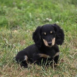 Girl 7 - Black and cream female Dachshund puppy in Ethel, Washington from Mickey's Miracle Doxies