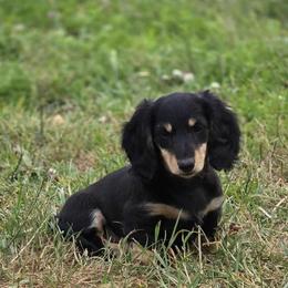 Girl 7 - Black and cream female Dachshund puppy in Ethel, Washington from Mickey's Miracle Doxies