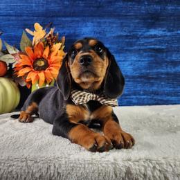 Briar - Black and tan male Beagle puppy in Pottersville, Missouri from Lovan's Spring Creek Kennel
