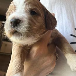 River - Red  male Goldendoodle puppy in Knoxville, Tennessee from Graystone Doodles