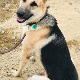 German Shepherds from Keeping Up with the Shepherds