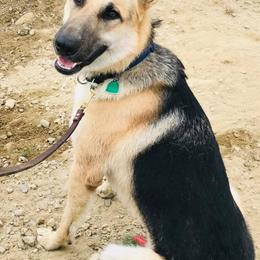German Shepherds from Keeping Up with the Shepherds