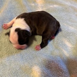 Boy 1 - Brindle and white Boston Terrier puppy in Newport, Oregon from Blue Coast Bulldogs