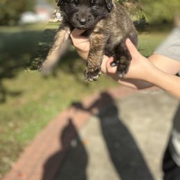 Girl 4 (Betty) - Reddish brown female Leonberger puppy in Manchester, Tennessee from Bois D’Arc Leonbergers