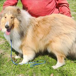 Ivy - Sable and white female Collie puppy in Nevada, Missouri from Briarwood Collies