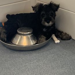 Miniature Schnauzer Puppies from Lindow Schnauzers