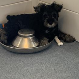 Miniature Schnauzer Puppies from Lindow Schnauzers