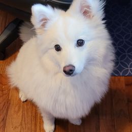 HIRO - Japanese Spitz