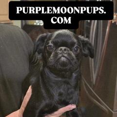 Paloms - Black and tan female Brussels Griffon puppy in Burton, Michigan from Purple Moon Pups