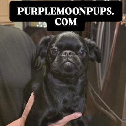 Paloms - Black and tan female Brussels Griffon puppy in Burton, Michigan from Purple Moon Pups