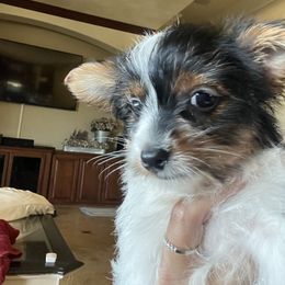 Yorkshire Terrier Puppies from Sandra's Pups