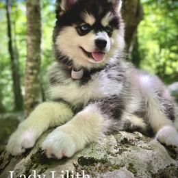 Pomsky Puppies from Blue Ridge Pomsky