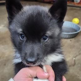Siberian Husky Puppies from Spirit of the Moon Siberians