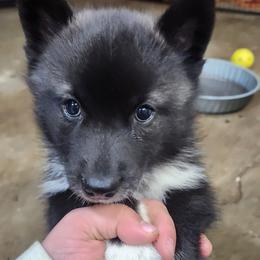 Siberian Husky Puppies from Spirit of the Moon Siberians