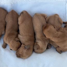 Girl 4 - Golden female Golden Retriever puppy in Salt Lake City, Utah from Deseret Peak Goldens