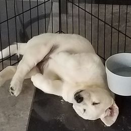Labrador Retriever Puppies from Lady M Labradors