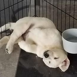 Labrador Retriever Puppies from Lady M Labradors