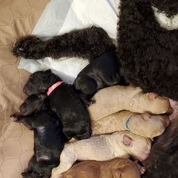 Poodle Puppies from Deborah Busch Poodles