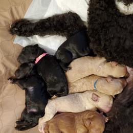 Poodle Puppies from Deborah Busch Poodles