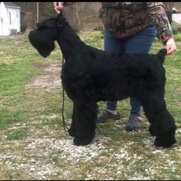 Valor - Giant Schnauzer