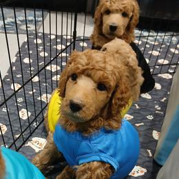 Blue - Apricot male Poodle puppy in Big Rapids, Michigan from Meeker's Ridge Standard Poodles