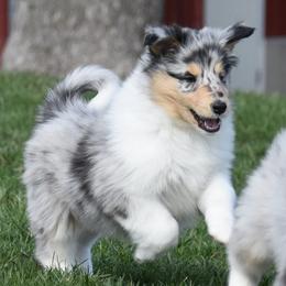 Heiress - Blue merle white and tan female Collie puppy in Danville, Pennsylvania from Brookwood Collies, Smooth & Rough