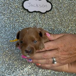 Jackson (yellow) - Red  male Goldendoodle puppy in St. George, Utah from Dashing Doodle Pups