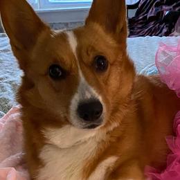 Pembroke Welsh Corgis from Gwenaf Pembroke Welsh Corgis