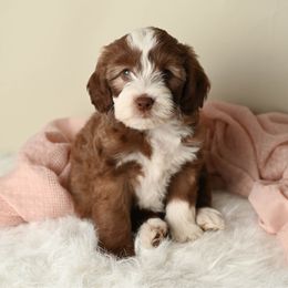 Tiana - Brown and white female Aussiedoodle puppy in Lincoln, California from Frenchie LOVE and Doodles