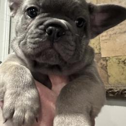 Boy 3 - Fawn male French Bulldog puppy in Norwalk, Ohio from The Frenchie Ravine Connection LLC