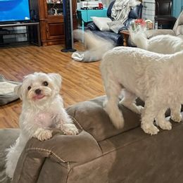 Yorkipoos and Yorkshire Terriers from Carolyn Bess's Yorkies and Yorkipoo Puppies