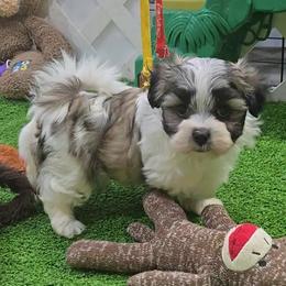 Cody - Brindle and white male Mal-Shi puppy in Aurora, Missouri from KnJ Precious Paws LLC
